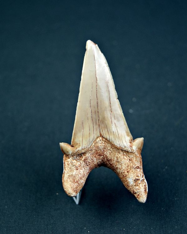 Otodus obliquus XL