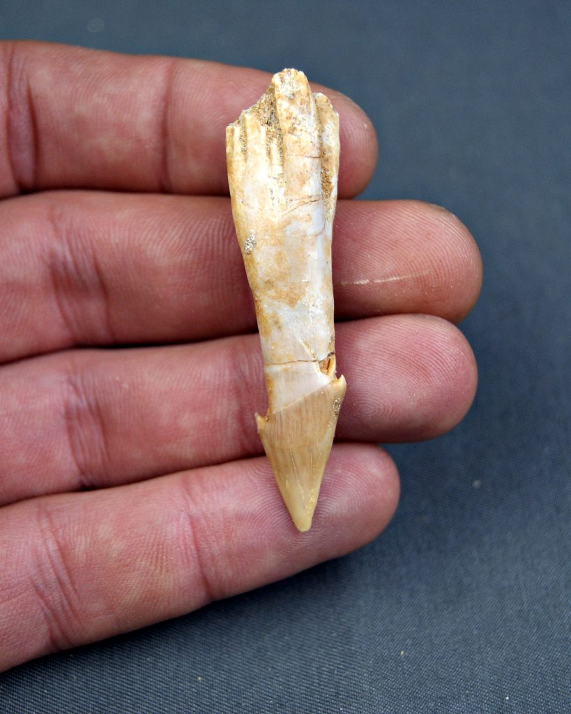 Dentículo rostral de raya sclerorhynchoidea