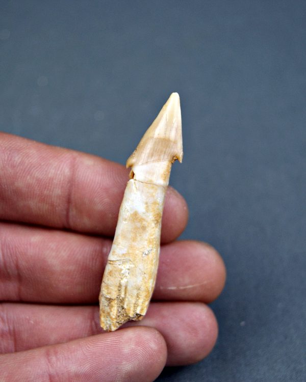 Dentículo rostral de raya sclerorhynchoidea