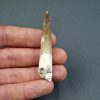 Diente de plesiosaurio