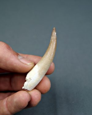 Diente de plesiosaurio