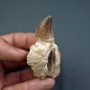 Mosasaurus Liodon anceps