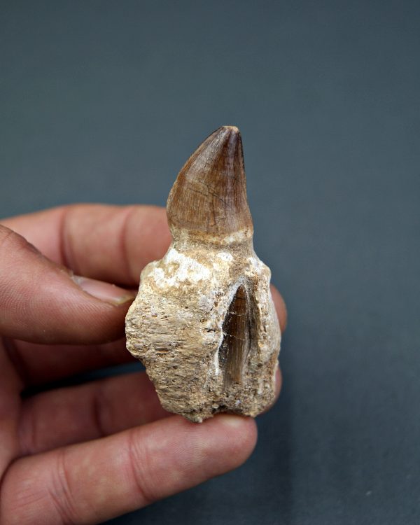 Mosasaurus Liodon anceps