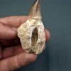 Mosasaurus Liodon anceps