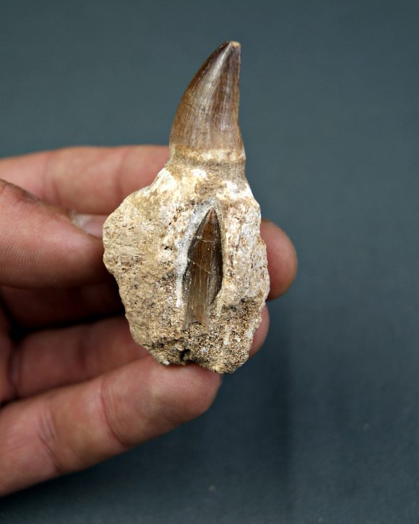 Mosasaurus Liodon anceps