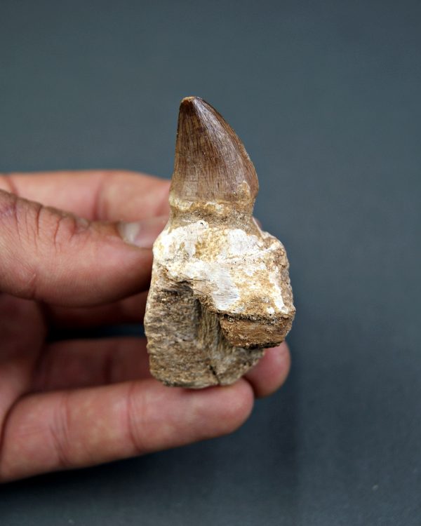 Mosasaurus Liodon anceps
