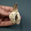 Mosasaurus Liodon anceps