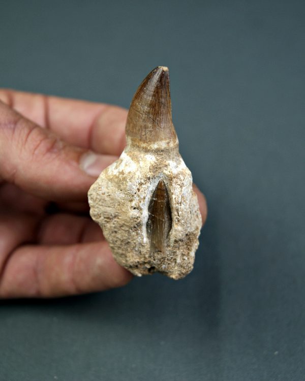 Mosasaurus Liodon anceps