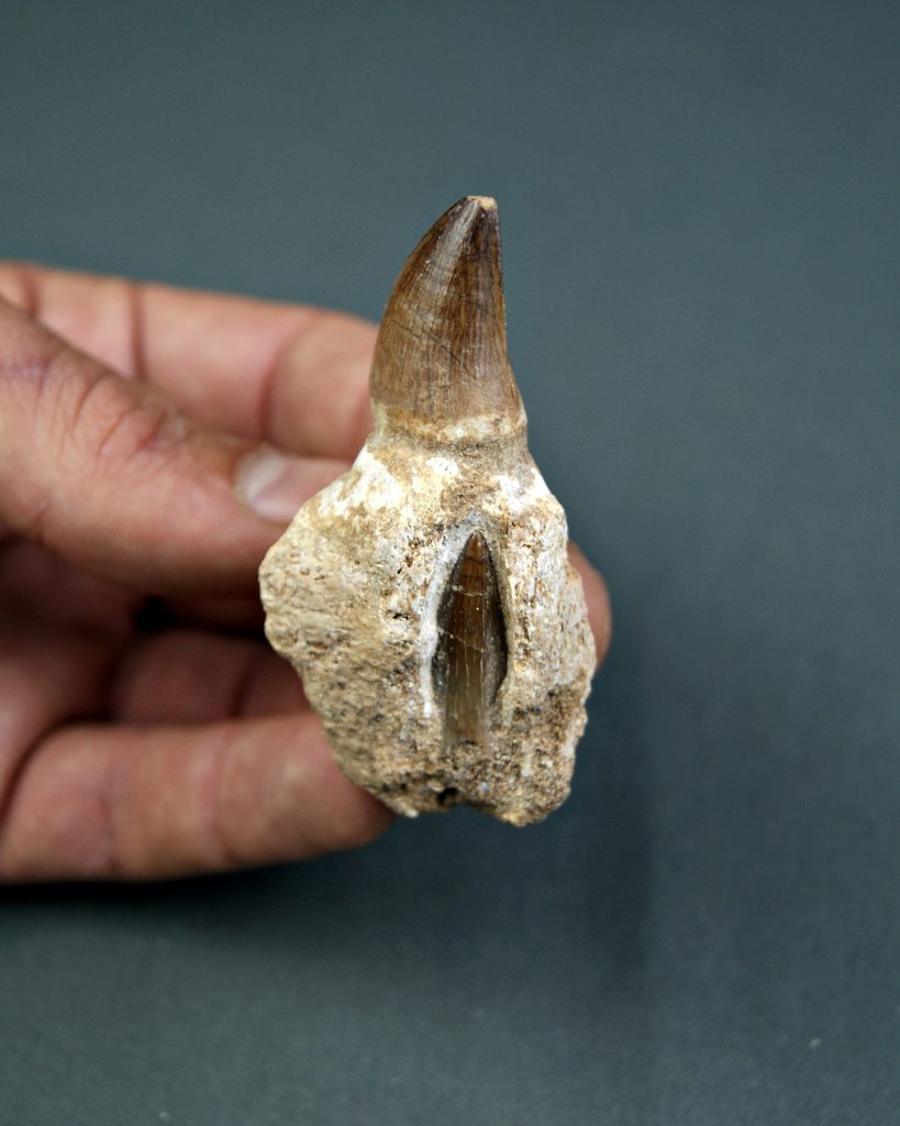 Mosasaurus Liodon anceps