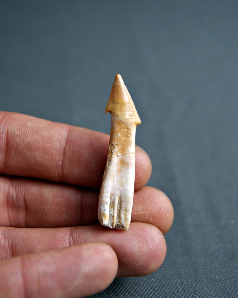 Dentículo rostral de raya sclerorhynchoidea