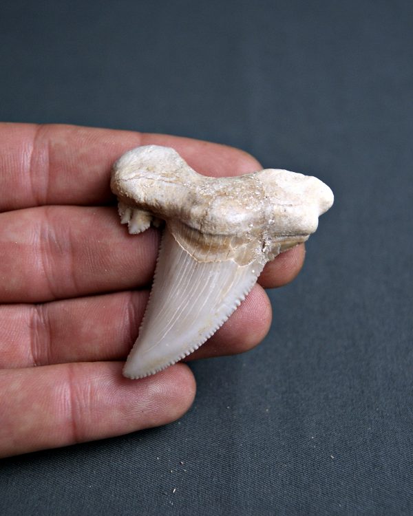 Diente Otodus sokolovi