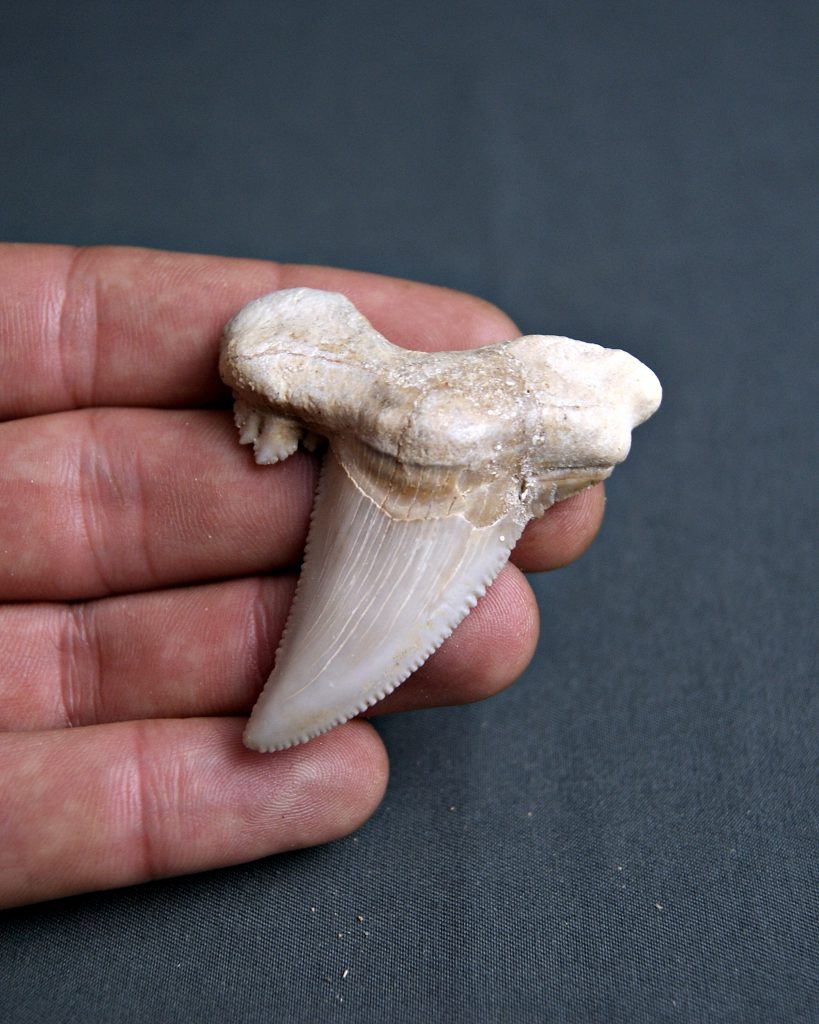 Diente Otodus sokolovi