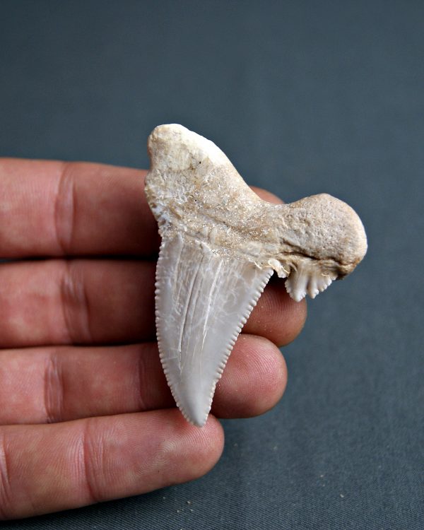 Diente Otodus sokolovi