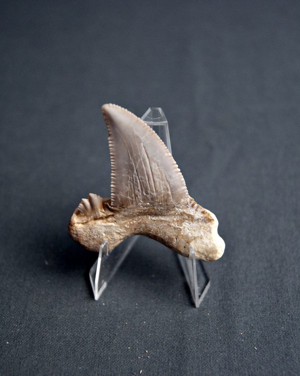 Diente Otodus sokolovi