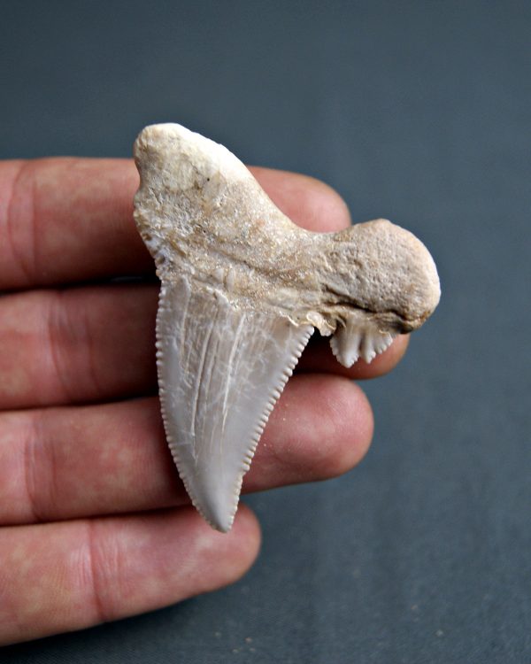 Diente Otodus sokolovi