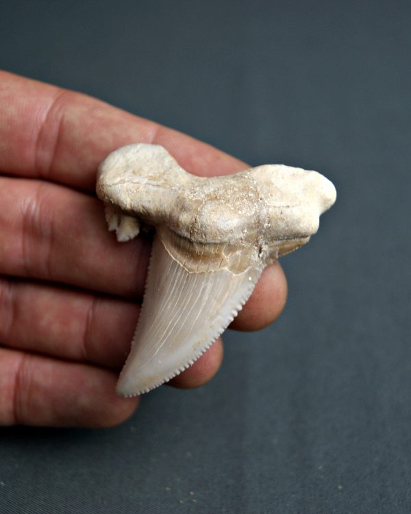 Diente Otodus sokolovi