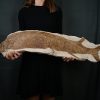 Pez fósil Actinopterygii 90 cm