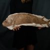 Pez fósil Actinopterygii 90 cm
