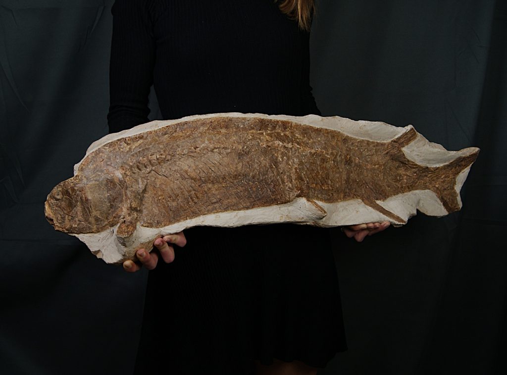 Pez fósil Actinopterygii 90 cm