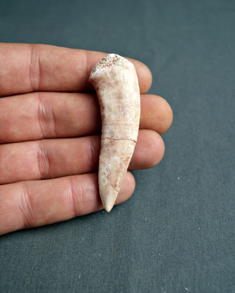 Diente de Enchodus lybicus