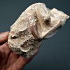 Vértebra y diente de Mosasaurus