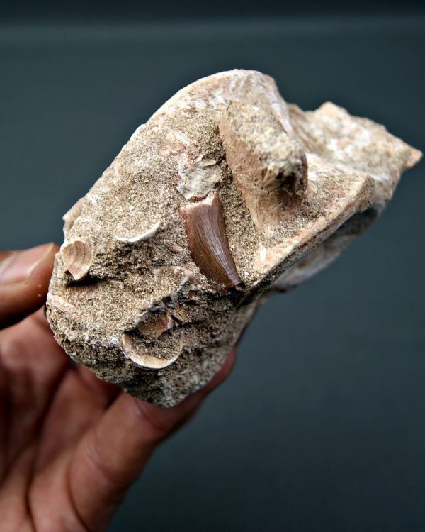 Vértebra y diente de Mosasaurus