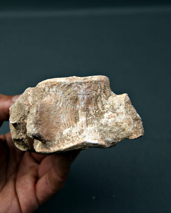 Vértebra y diente de Mosasaurus