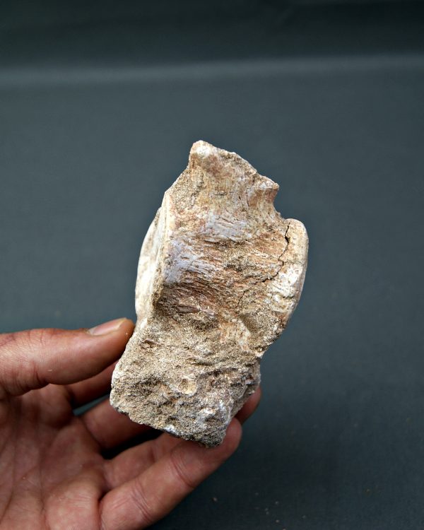 Vértebra y diente de Mosasaurus