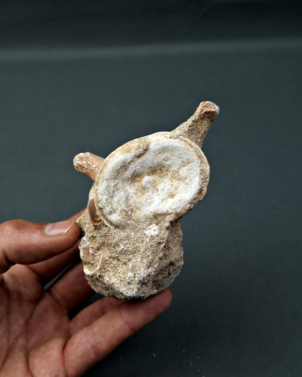 Vértebra y diente de Mosasaurus
