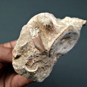 Vértebra y diente de Mosasaurus