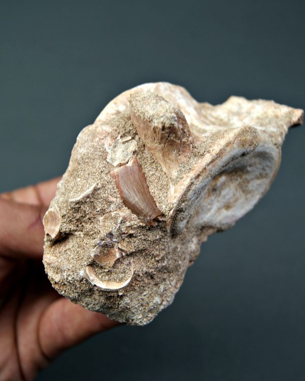 Vértebra y diente de Mosasaurus