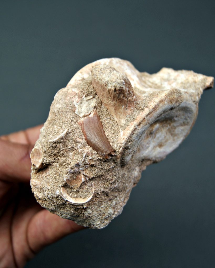 Vértebra y diente de Mosasaurus