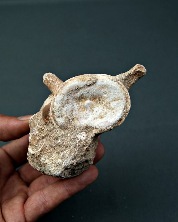 Vértebra y diente de Mosasaurus