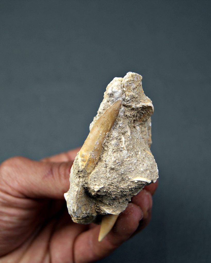 Matriz con plesiosaurio, Enchodus