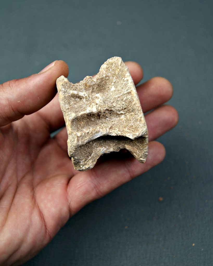 Vértebra de Enchodus lybicus