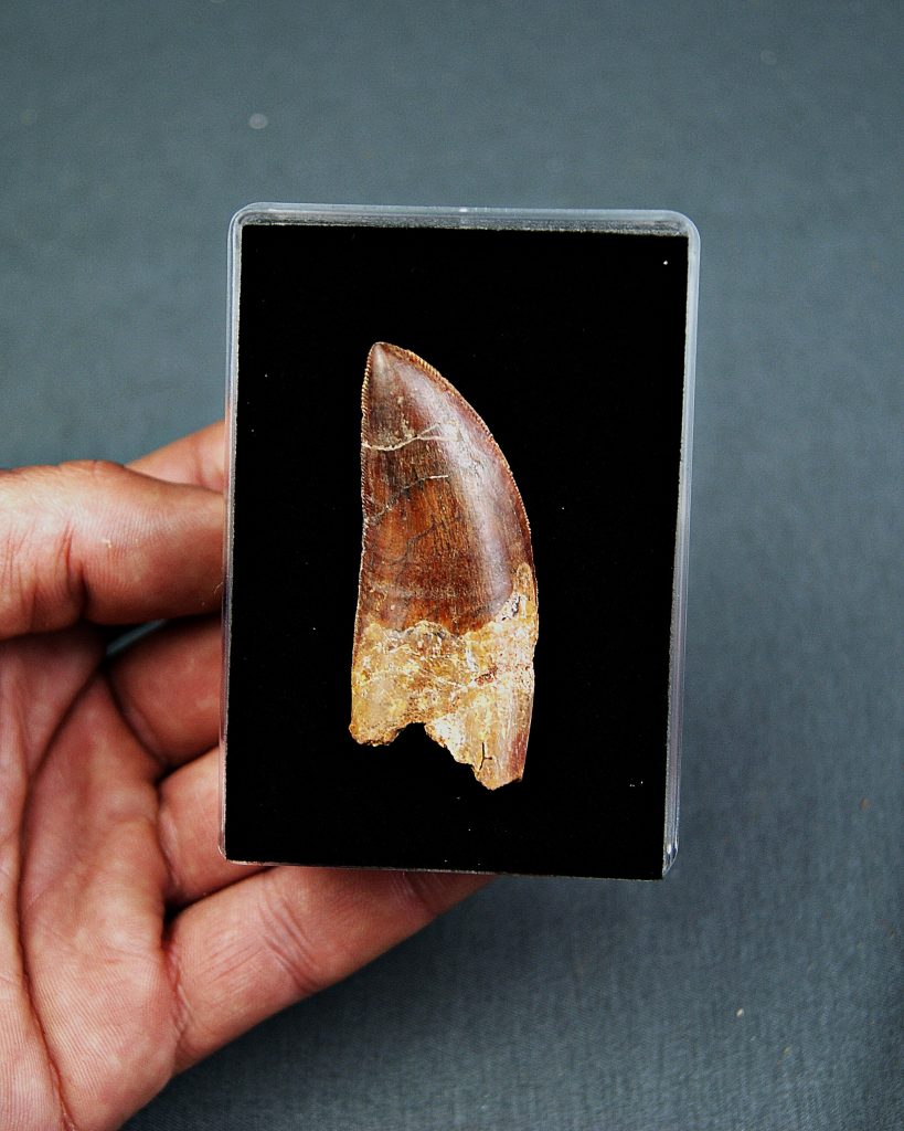 Diente con raíz de Carcharodontosaurus