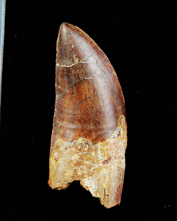 SONY DSC Diente con raíz de Carcharodontosaurus