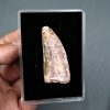 SONY DSC Carcharodontosaurus saharicus