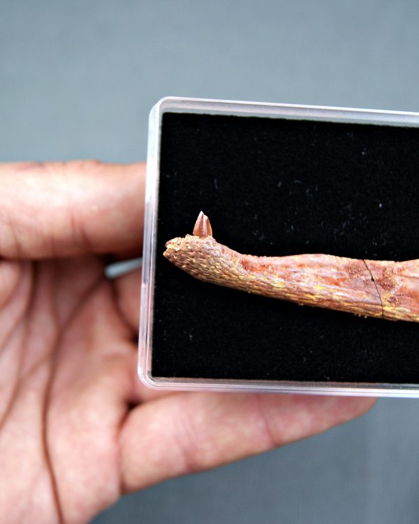 Mandíbula juvenil de Spinosaurus