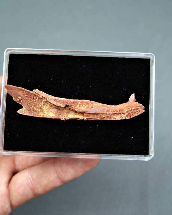 Mandíbula juvenil de Spinosaurus