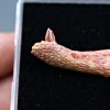 Mandíbula juvenil de Spinosaurus