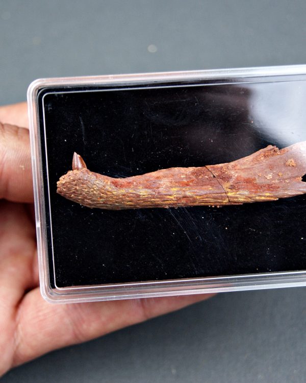 Mandíbula juvenil de Spinosaurus