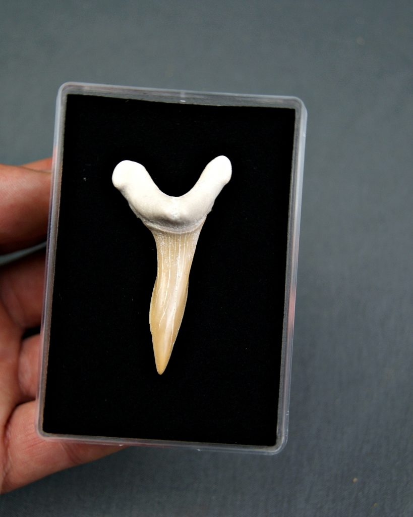 Scapanorhynchus rapax