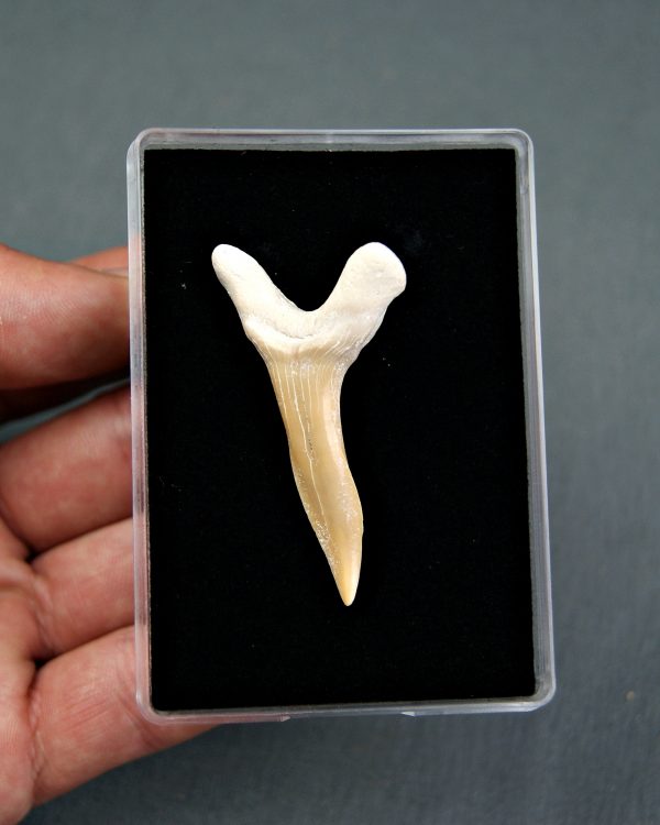 Scapanorhynchus rapax