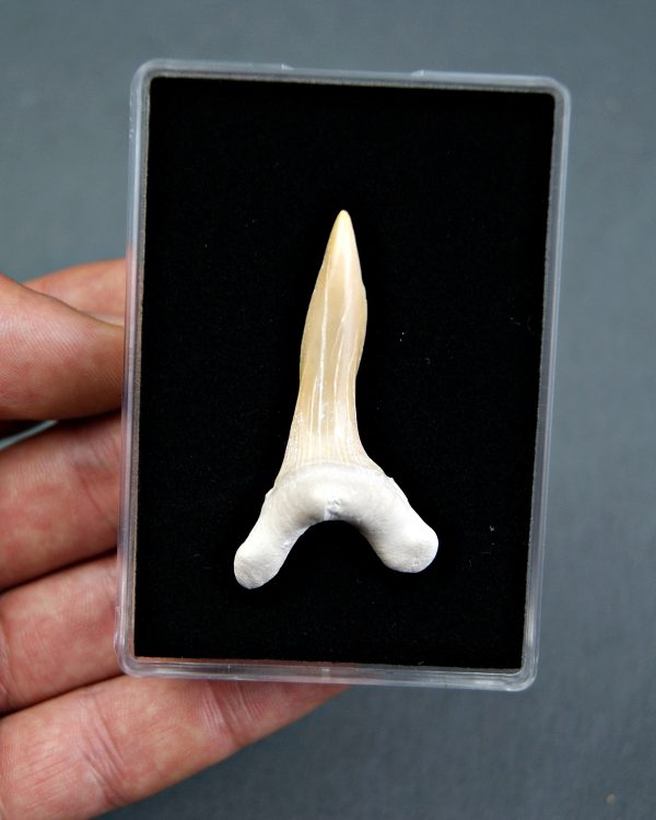 Scapanorhynchus rapax