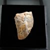 SONY DSC Carcharodontosaurus saharicus