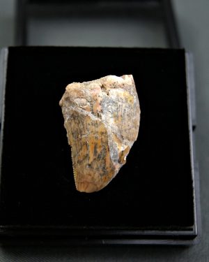 SONY DSC Carcharodontosaurus saharicus