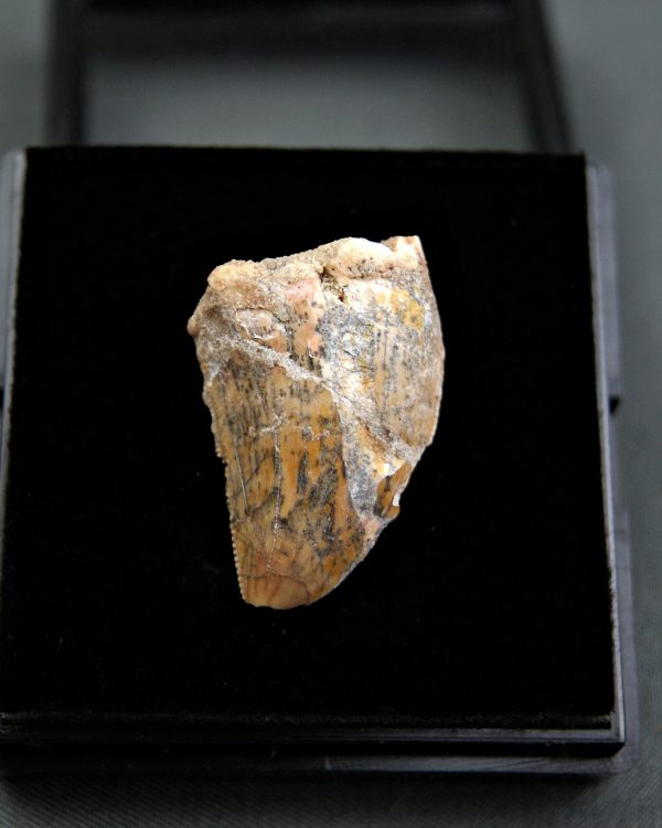 SONY DSC Carcharodontosaurus saharicus