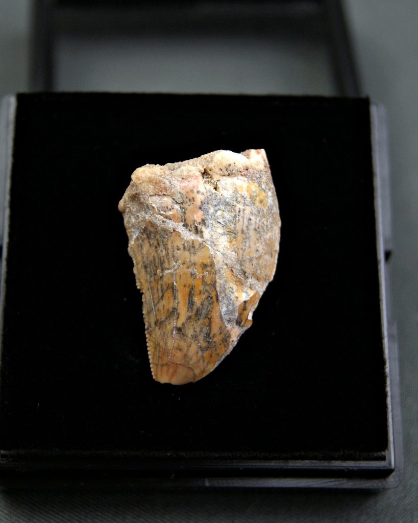 Carcharodontosaurus saharicus