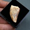 SONY DSC Carcharodontosaurus saharicus